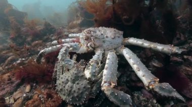 Deniz yatağı üzerinde birleşme dev Kral Yengeç.