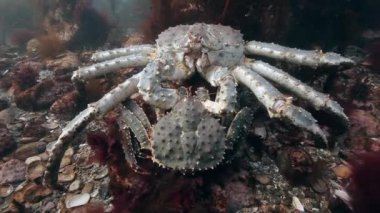 Deniz yatağı üzerinde dev Kral Yengeç çiftleşme.