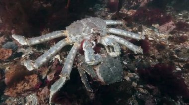 Deniz yatağı üzerinde birleşme dev Kral Yengeç.