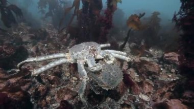 Deniz yatağı üzerinde birleşme dev Kral Yengeç.