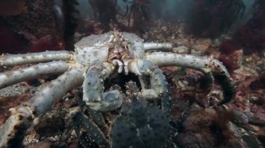 Deniz yatağı üzerinde dev Kral Yengeç eşleştirme.