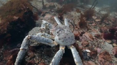 Deniz yatağı üzerinde dev Kral Yengeç eşleştirme.