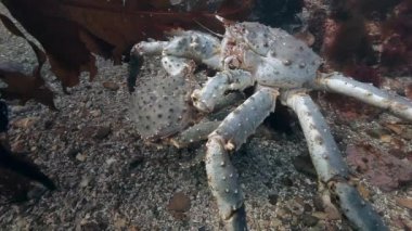 Deniz yatağı üzerinde birleşme dev Kral Yengeç.