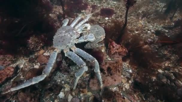 Copulation Crabes royaux géants sur les fonds marins . — Video