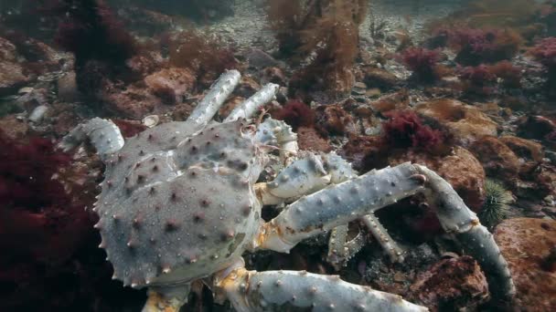Kawin Raksasa Raja kepiting di dasar laut . — Stok Video