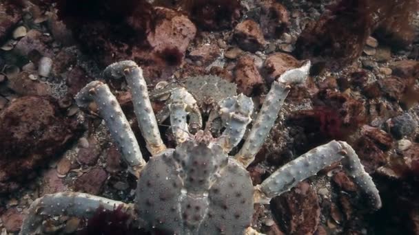 Copulación Cangrejos gigantes rey en el fondo del mar . — Vídeos de Stock