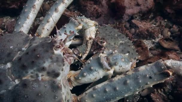Emparelhamento de caranguejos-rei gigantes no fundo do mar . — Vídeo de Stock