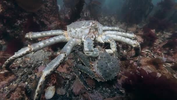 Kopulace Giant král Krabi na mořském dně. — Stock video