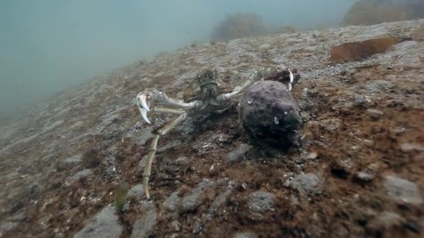 海床上交配巨蟹. — 图库视频影像