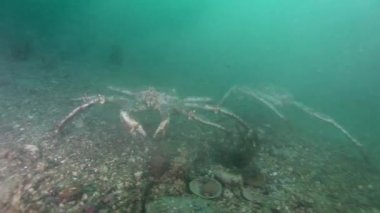 Dev Kral Yengeç gıda Barents Denizi üzerinde arama.