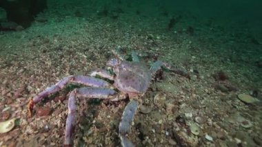 Dev Kral Yengeç gıda Barents Denizi üzerinde arama.