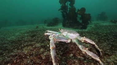 Dev Kral Yengeç gıda Barents Denizi üzerinde arama.