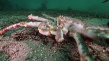 Dev Kral Yengeç gıda Barents Denizi üzerinde arama.