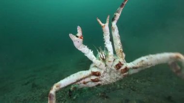 Dev Kral Yengeç gıda Barents Denizi üzerinde arama.