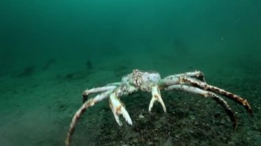 Dev Kral Yengeç gıda Barents Denizi üzerinde arama.