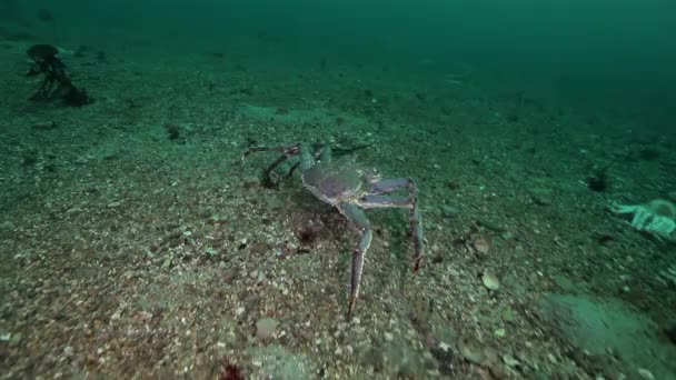 Óriás King crab a Barents-tenger élelmet keresve. — Stock videók