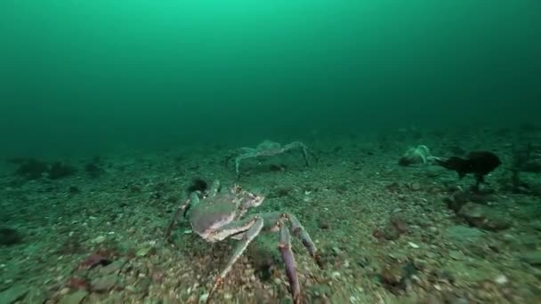 Гігант Королівський краб в пошуках їжі на Баренцова моря. — стокове відео