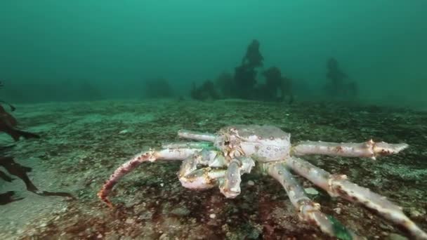 Obrovský královský krab při hledání potravy na Barentsovo moře. — Stock video