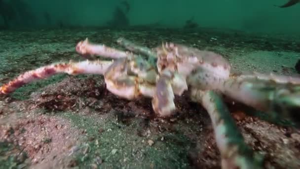 Óriás King crab a Barents-tenger élelmet keresve. — Stock videók