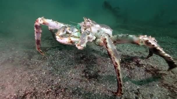 Giant King crab in search of food on Barents Sea. — Stock Video