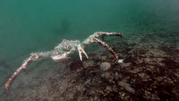 Giant King krab op zoek naar voedsel in de Barentszzee. — Stockvideo