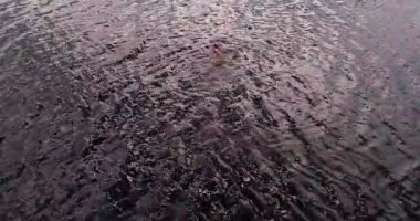 Adam nehir Volga havadan görünümü quadcopter içinde yüzüyor.