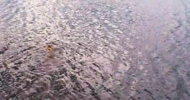 Adam nehir Volga havadan görünümü quadcopter içinde yüzüyor.