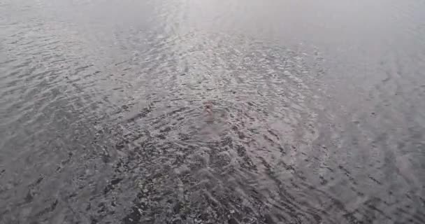 L'homme nage dans la Volga vue aérienne quadcopter .