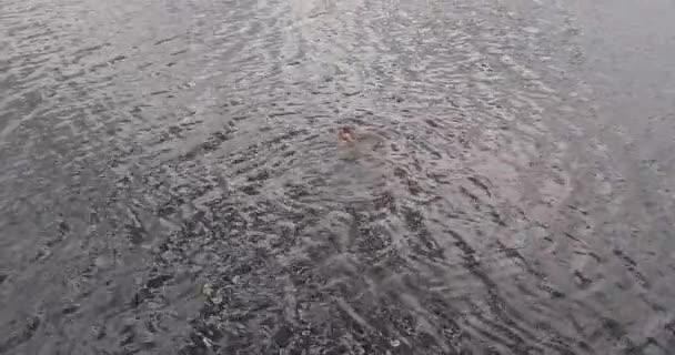 Man is swimming in river Volga aerial view quadcopter. — Stock Video