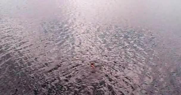 Man is swimming in river Volga aerial view quadcopter. — Stock Video