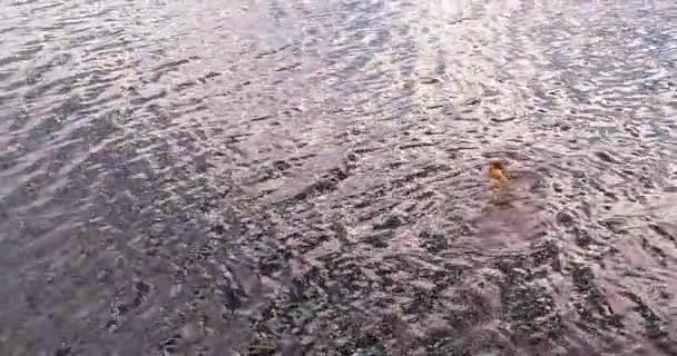 Człowiek jest kąpiel w rzece Volga ptaka quadcopter. — Wideo stockowe
