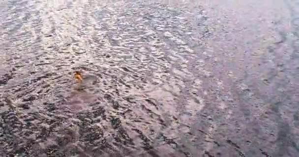 남자 강 볼가 공중 보기 quadcopter에서 수영. — 비디오