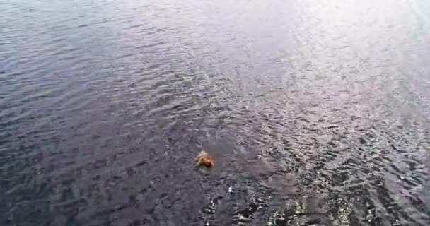 남자 강 볼가 공중 보기 quadcopter에서 수영. — 비디오