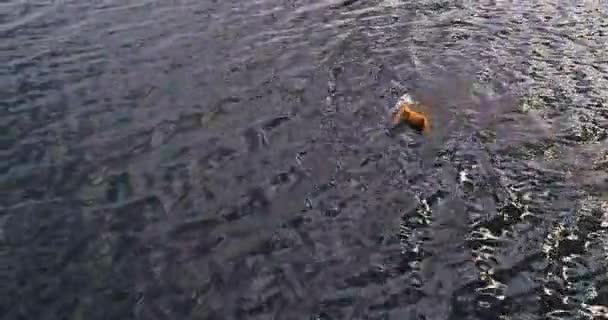 Homem está nadando no rio Volga quadricóptero vista aérea . — Vídeo de Stock