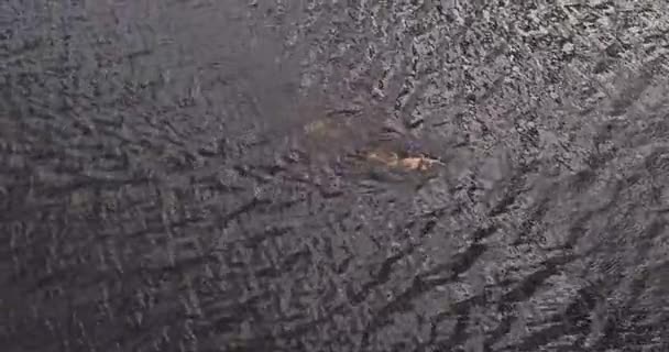 Mann schwimmt in breiter Wolga weit vom Ufer entfernt Quadrocopter. — Stockvideo
