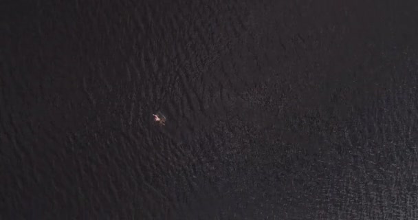 Man is swimming in wide river Volga far from shore aerial view quadcopter. — Stock Video