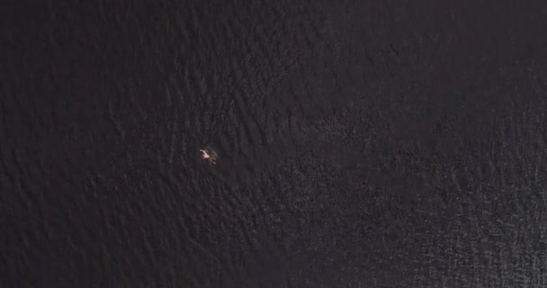 L'homme nage dans le large fleuve Volga loin de la côte vue aérienne quadcopter .