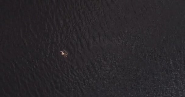 Homem está nadando em rio largo Volga longe de quadricóptero vista aérea costa . — Vídeo de Stock