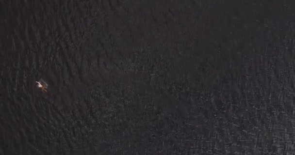 L'homme nage dans le large fleuve Volga loin de la côte vue aérienne quadcopter . — Video