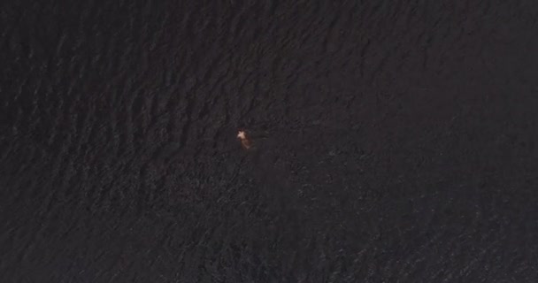 Man simmar i breda floden Volga långt från stranden Flygfoto quadcopter. — Stockvideo