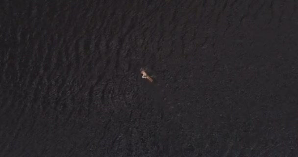 남자는 넓은 강 볼가 해 안에 공중 보기 quadcopter 멀리에서 수영. — 비디오