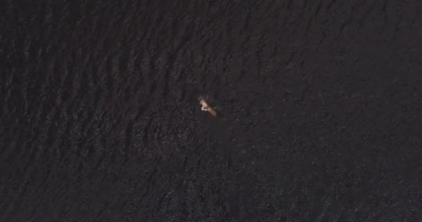 L'homme nage dans le large fleuve Volga loin de la côte vue aérienne quadcopter .