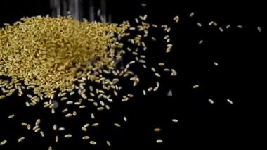 Ağır çekim buğday taneleri siyah arka plan yakın çekim düşmek.