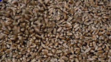 Ağır çekim buğday taneleri yakın çekim düşmek.
