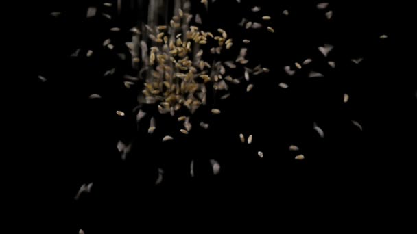 Zeitlupe Weizenkörner fallen auf schwarzem Hintergrund in Nahaufnahme. — Stockvideo