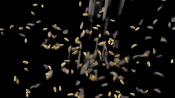 슬로우 모션 밀 곡물 검은색 클로즈업에가. — 비디오