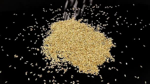 Зерна пшеницы медленного движения падают на черном фоне крупным планом . — стоковое видео