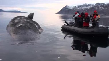 Tekne insanlarda büyük balina yalan ölü su Arctic yakınındaki.