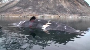 Tekne insanlarda büyük balina yalan ölü su Arctic yakınındaki.