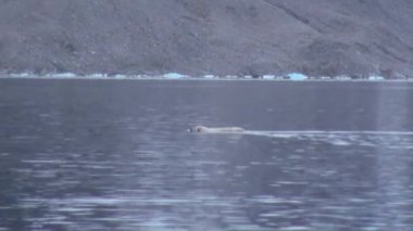 Svalbard su kayalık kıyıya yakın beyaz deniz ayısı yüzüyor.